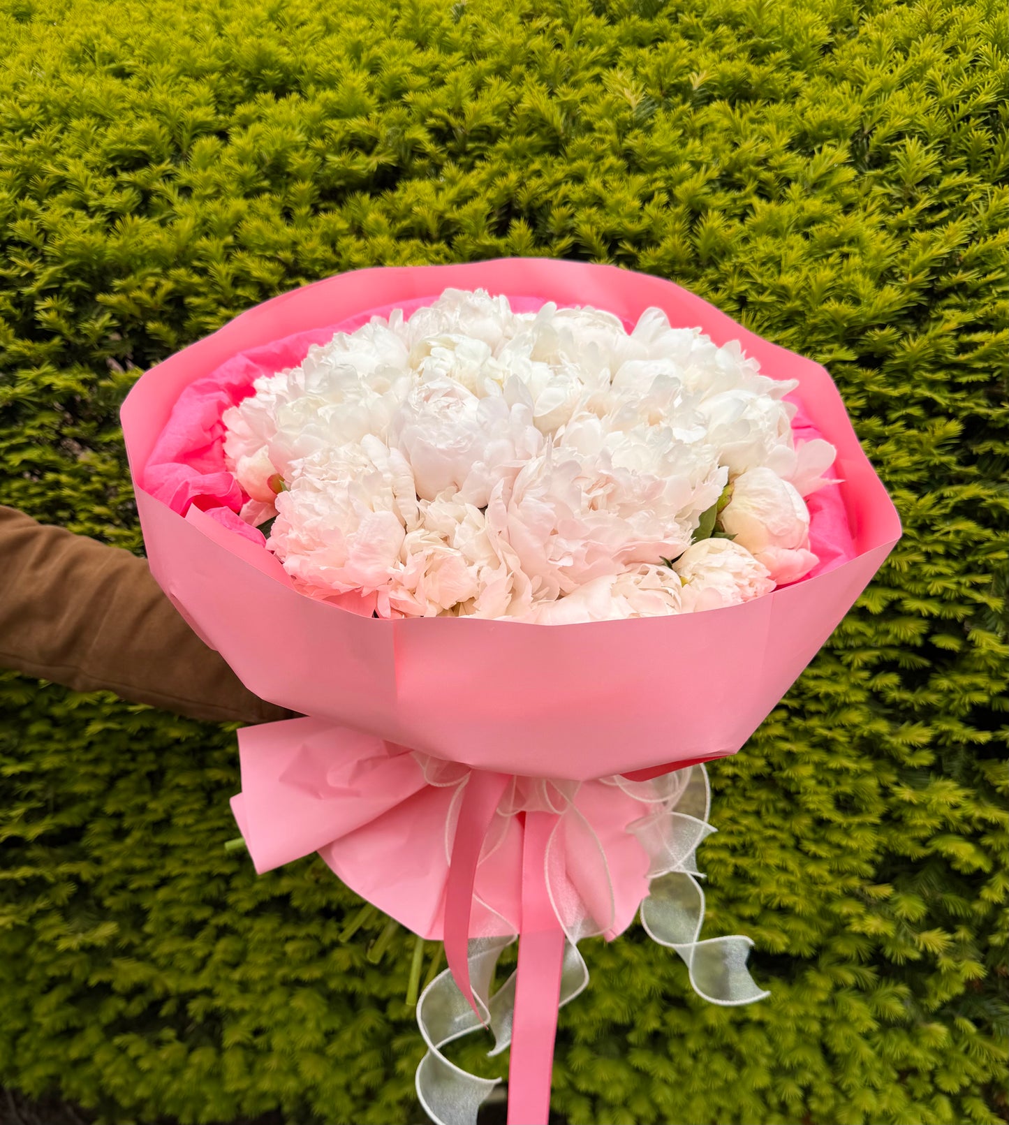 Blush Peony Dream