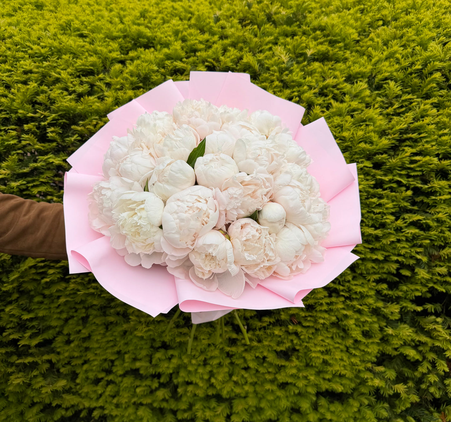 Blush Peony Cloud