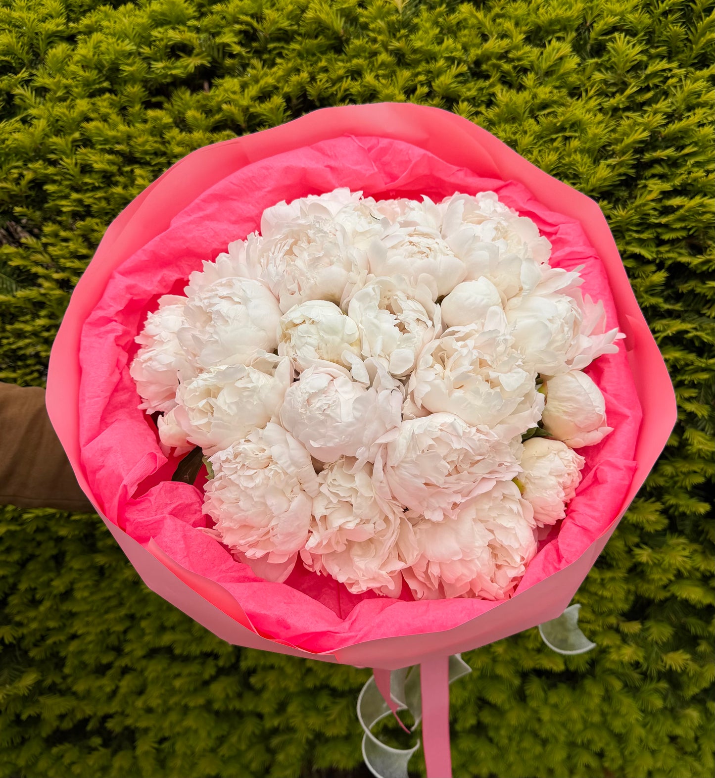 Blush Peony Dream